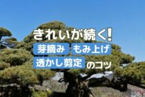 五葉松の剪定方法とは。春と冬の剪定で五葉松を美しく保ちましょう！