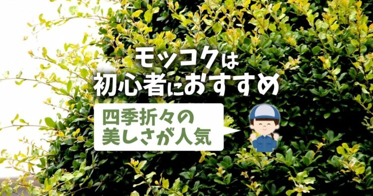 モッコクは剪定し過ぎに注意！庭木に必要な手入れの時期や方法を解説-min