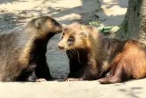 アナグマってどんな動物？駆除が必要？アナグマの生態と被害まとめ