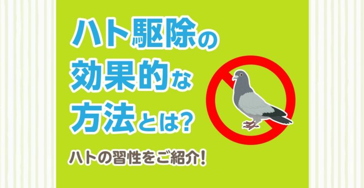 ハト駆除の効果的な方法とは？ハトの習性と合わせてご紹介！