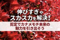 カナメモチの剪定時期はいつ？赤い葉を美しく見せる生垣の作り方とは