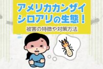 【外来種】アメリカカンザイシロアリの生態！被害の特徴や対策方法