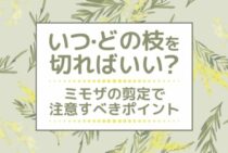ミモザの剪定方法と時期をご紹介！庭木の成長に欠かせないお手入れ