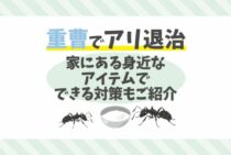 アリは重曹で退治することができる！身近なものでアリを駆除する方法