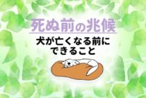 老犬の最期の症状や死ぬ前の兆候は？最期を看取る前にしてあげられること