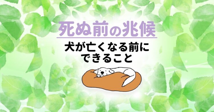 死ぬ前の兆候 犬が亡くなる前にできること
