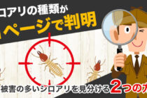 シロアリの種類・特徴・見分け方がまるわかり！日本に多い3種の生態