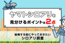 ヤマトシロアリは2箇所を見ればすぐ特定！後悔する前にやるべきシロアリ調査についても解説