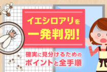 即日解決！イエシロアリがいるか一発で確信するための知識と手順