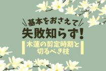 木蓮の剪定方法・時期｜花芽を切らずに鮮やかな花を咲かせる育て方