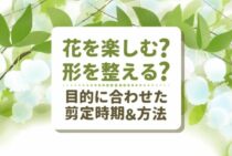 ドウダンツツジの剪定方法を紹介！時期に注意して整った庭木にしよう