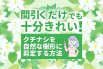 クチナシの剪定方法をわかりやすく解説！美しいクチナシの育て方