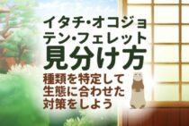 イタチに似た動物【テン・オコジョ・フェレット】種類を簡単に見分ける4つの方法