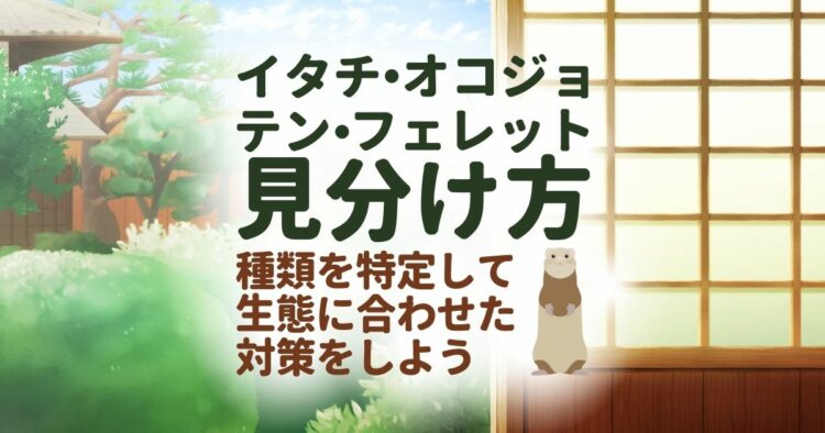 よくわかる！イタチとテン、オコジョ、フェレットを見分ける方法｜姿を見て確認しよう。ハクビシンやイタチ・テンの違いはどこに？