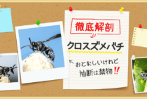 クロスズメバチの特徴｜たった5分で黒い蜂の正体と対処法がわかる