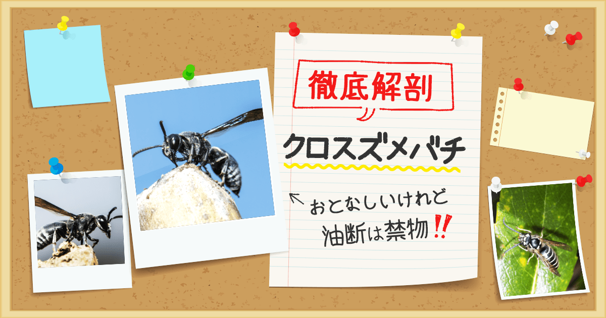 徹底解剖　クロスズメバチ　おとなしいけれど油断は禁物！
