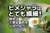 ヒメシャラの剪定にはコツも大切！知っておくべき剪定時期と方法とは