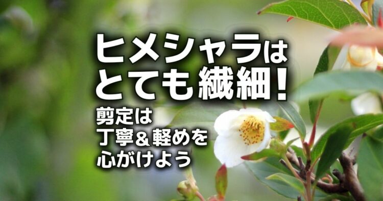 ヒメシャラはとても繊細！剪定は丁寧＆軽めを心がけよう