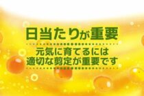金柑の剪定方法は生長時期で異なる！庭木から美味しい実を収穫しよう