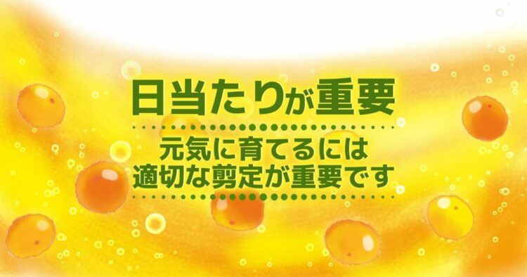 金柑の剪定方法は生長時期で異なる！庭木から美味しい実を収穫しよう
