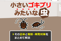 小さいゴキブリみたいな虫の正体を特定！有効な駆除法で全滅させる方法