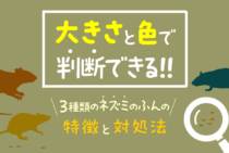 これってねずみのふん？正しく見分けて安全に処理する方法と駆除対策