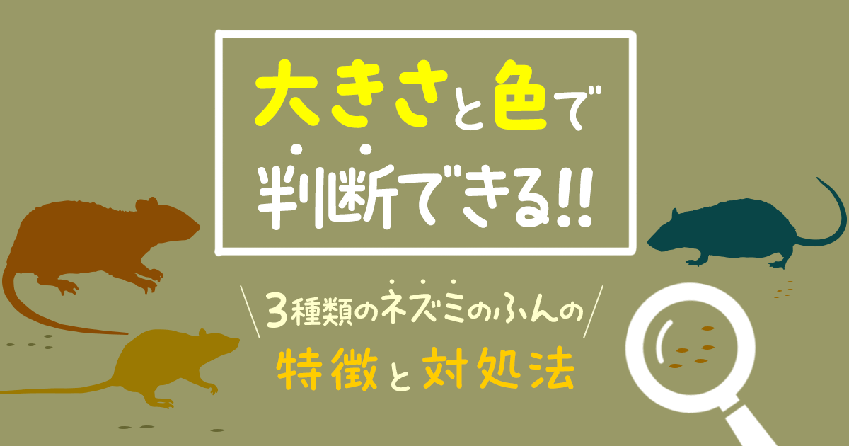 大きさと色で判断できる！3種類のネズミのふんの特徴と対処法