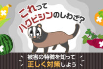 ハクビシン被害を防ぐために知っておきたい【被害の特徴】と【効果的な対策】