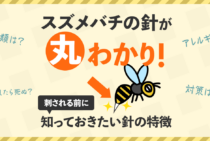 スズメバチの針の特徴を知って不安解消！針の構造・使い道が丸わかり