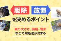 アシナガバチの巣はお椀型｜巣の状況に合った対処法で刺されずに解決