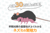 ネズミの子供は驚くべき繁殖力で増加する！放置したままだと危険？