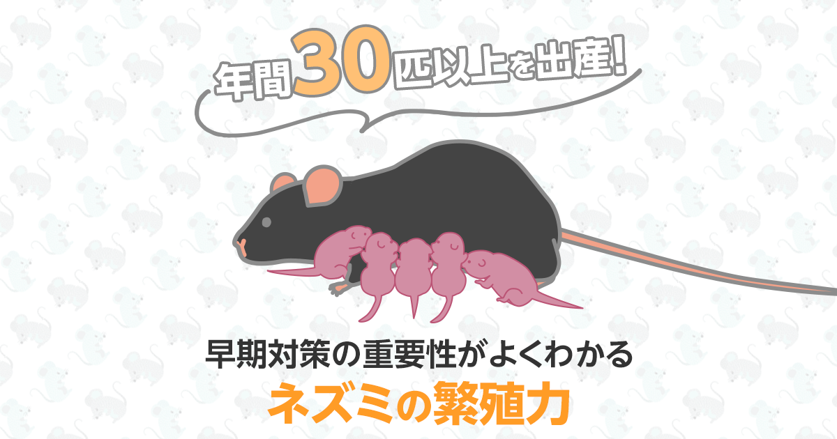 年間30匹以上を出産！早期対策の重要性がよくわかるネズミの繁殖力