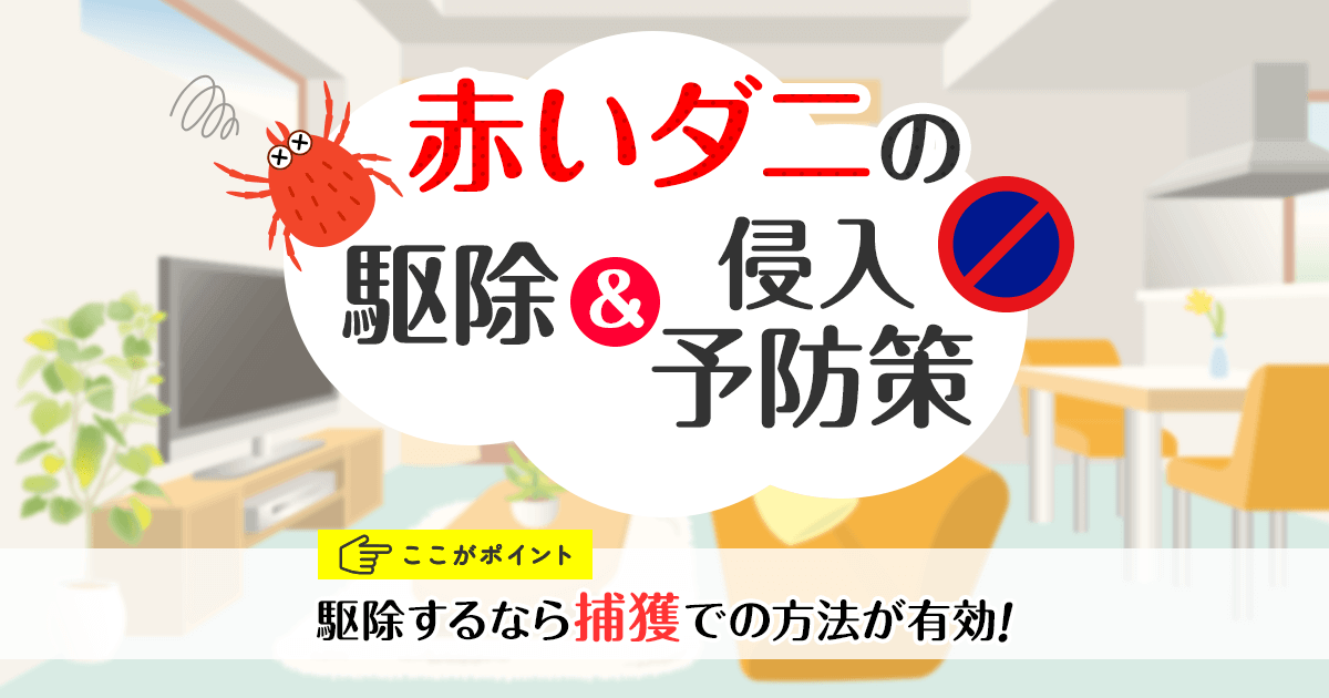 赤いダニの駆除＆侵入予防策　ここがポイント　駆除するなら捕獲での方法が有効！