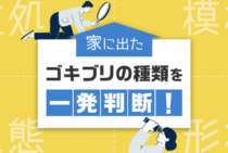 家に出たゴキブリの種類が一発でわかる！見た目と特徴を徹底解説