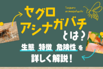 セグロアシナガバチの生態｜安全に対処する方法＆危険性をまるっと解説