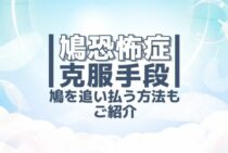 『鳩恐怖症』ってどんなもの？克服するためにできることとは