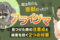 アライグマを見つけても近づくと危険！害獣被害の実態とすぐできる対策
