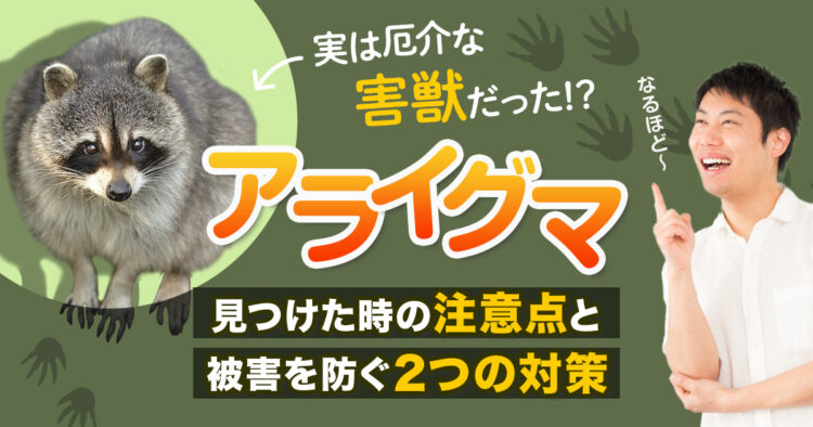 実は厄介な害獣アライグマ！