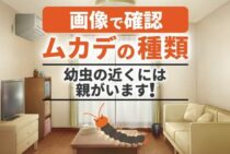 【画像あり】ムカデの種類と赤ちゃん幼虫まとめ｜小さな子どもでも要注意！