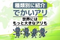 でかいアリは一体何者？生活の中でよく見かける大きいアリについて