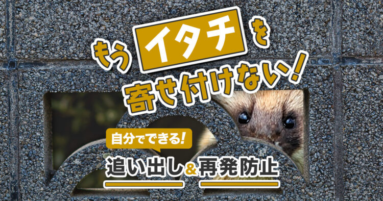 もうイタチを寄せ付けない！