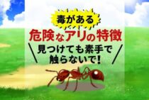 アリには毒を持った危険なものも！危険なアリの特徴を把握しよう！