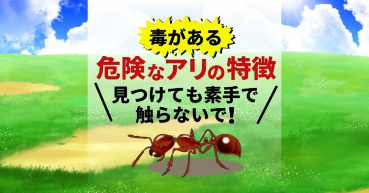 毒がある　　危険なアリの特徴 見つけても素手で触らないで！
