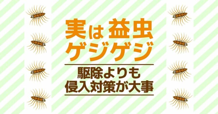 実は益虫　ゲジゲジ 駆除よりも侵入させないことが大事