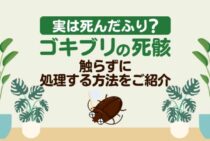 ゴキブリの死骸はすぐに処分！触らずに死骸を捨てる4つの方法