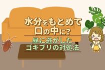 ゴキブリを見失った！夜行性で眠っている間に口の中に入るって本当？