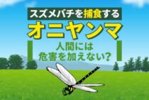 スズメバチはオニヤンマに食べられる！オニヤンマの生態と捕食方法