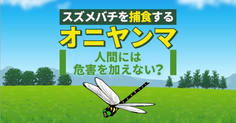 スズメバチを捕食する　オニヤンマ 人間に危害を加えることもなし