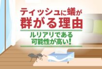 ティッシュに群がる小さな蟻！その正体は？駆除方法と予防策をご紹介