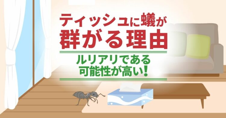 ティッシュに蟻が群がる理由 ルリアリである可能性が高い！